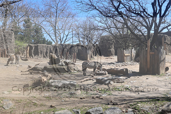 IMG_8250. Philadelphia Zoo 2023 April 2 Ktiplaura@gmail.xom