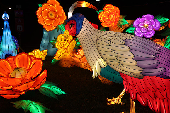 3I7A6987.   Chinese Lantern Festival 2023 ktiplaura@gmail.com