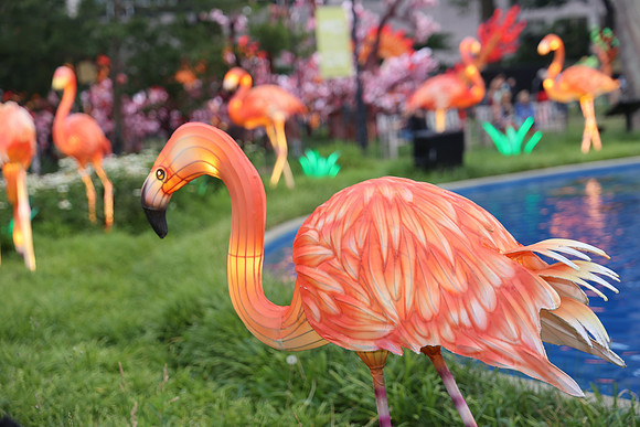 3I7A6860.   Chinese Lantern Festival 2023 ktiplaura@gmail.com