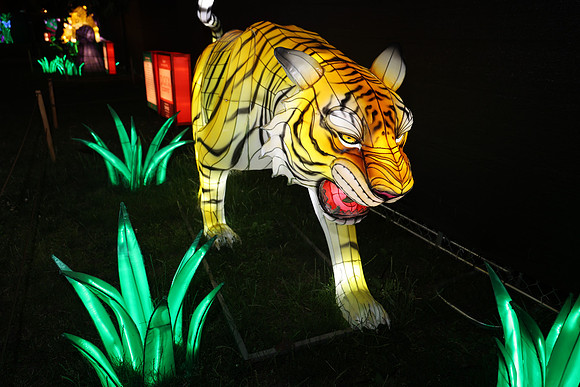 3I7A7001.   Chinese Lantern Festival 2023 ktiplaura@gmail.com