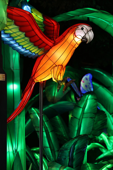 3I7A7022.   Chinese Lantern Festival 2023 ktiplaura@gmail.com