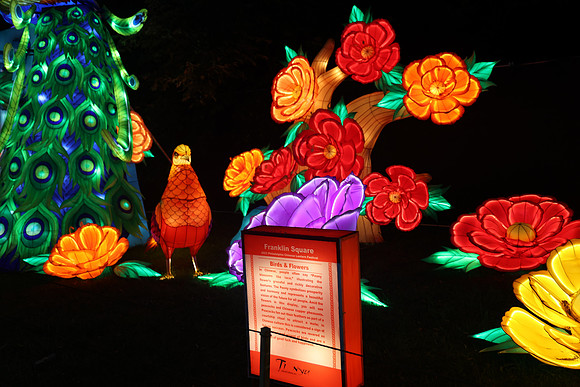 3I7A6981.   Chinese Lantern Festival 2023 ktiplaura@gmail.com
