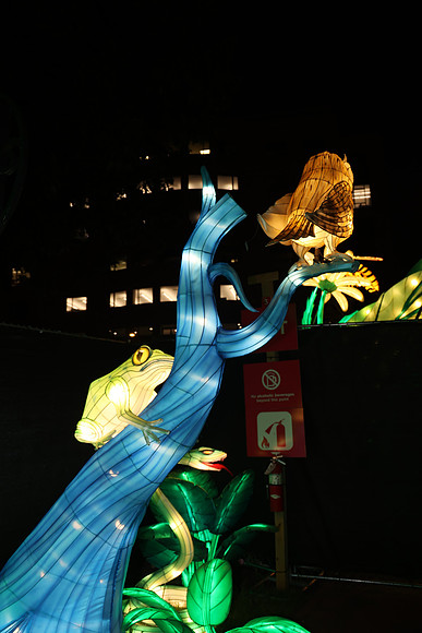 3I7A7025.   Chinese Lantern Festival 2023 ktiplaura@gmail.com