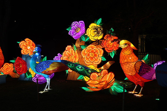 3I7A6975.   Chinese Lantern Festival 2023 ktiplaura@gmail.com