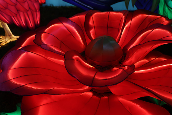 3I7A6984.   Chinese Lantern Festival 2023 ktiplaura@gmail.com