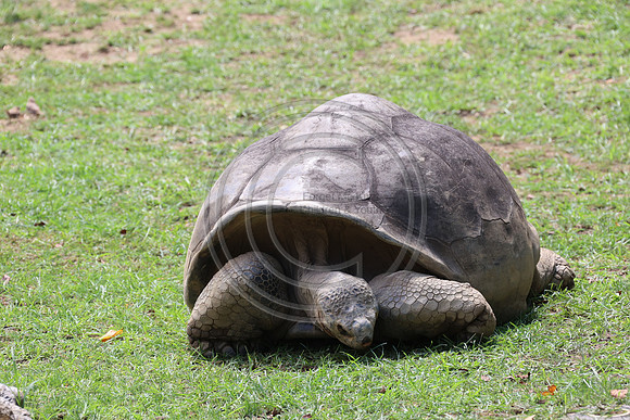 KTIN9374. Philadelphia Zoo 08112024 ktiplaura@gmail.com