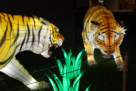 3I7A6997.   Chinese Lantern Festival 2023 ktiplaura@gmail.com