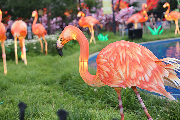 3I7A6861.   Chinese Lantern Festival 2023 ktiplaura@gmail.com