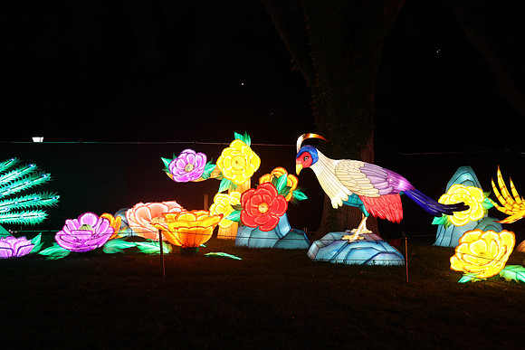 3I7A6976.   Chinese Lantern Festival 2023 ktiplaura@gmail.com