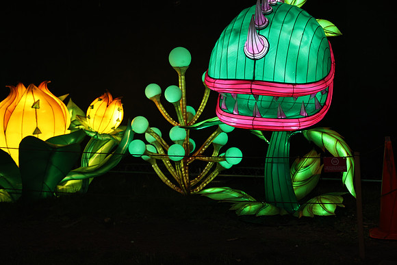 3I7A6994.   Chinese Lantern Festival 2023 ktiplaura@gmail.com