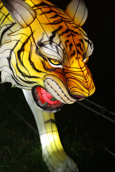 3I7A7000.   Chinese Lantern Festival 2023 ktiplaura@gmail.com