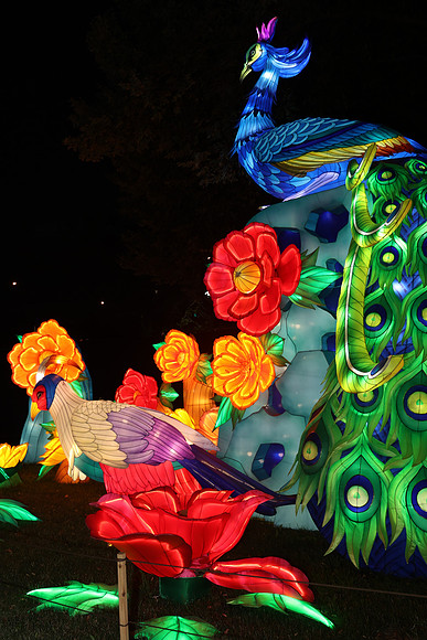 3I7A6983.   Chinese Lantern Festival 2023 ktiplaura@gmail.com
