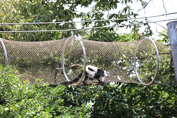 KTIN9394. Philadelphia Zoo 08112024 ktiplaura@gmail.com