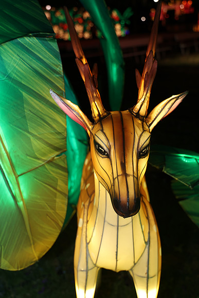 3I7A7021.   Chinese Lantern Festival 2023 ktiplaura@gmail.com