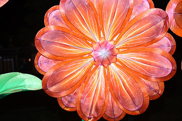 3I7A6964.   Chinese Lantern Festival 2023 ktiplaura@gmail.com