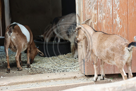 KTIN9368. Philadelphia Zoo 08112024 ktiplaura@gmail.com
