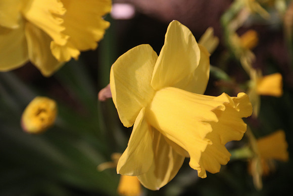 2017PHS  (622)