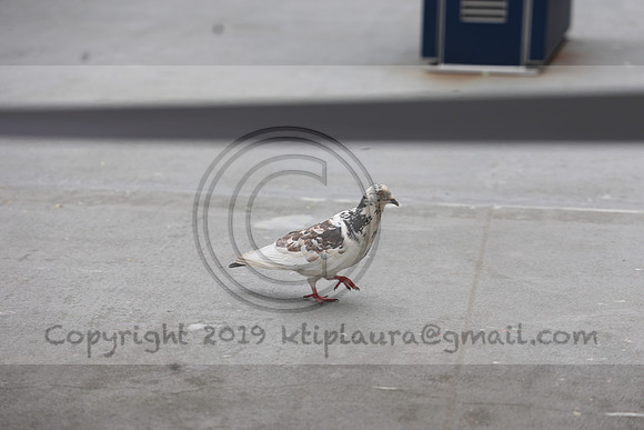 3I7A2563   New York August 2023  Laura Elam take time out
