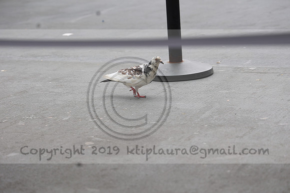 3I7A2562   New York August 2023  Laura Elam take time out