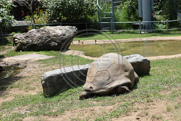 KTIN9379. Philadelphia Zoo 08112024 ktiplaura@gmail.com