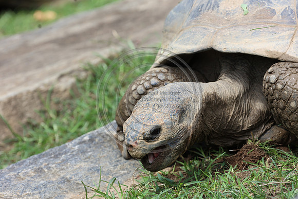 KTIN9383. Philadelphia Zoo 08112024 ktiplaura@gmail.com