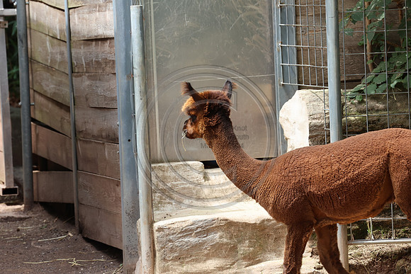 KTIN9358. Philadelphia Zoo 08112024 ktiplaura@gmail.com