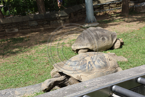 KTIN9377. Philadelphia Zoo 08112024 ktiplaura@gmail.com