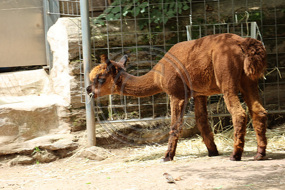 KTIN9357. Philadelphia Zoo 08112024 ktiplaura@gmail.com