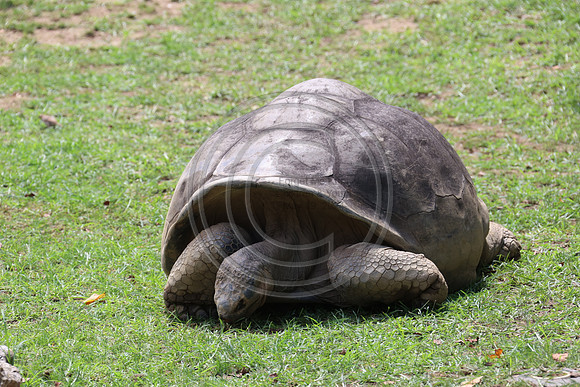KTIN9370. Philadelphia Zoo 08112024 ktiplaura@gmail.com