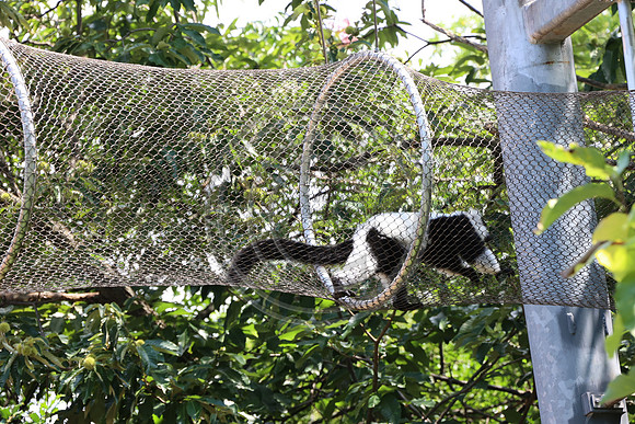 KTIN9395. Philadelphia Zoo 08112024 ktiplaura@gmail.com