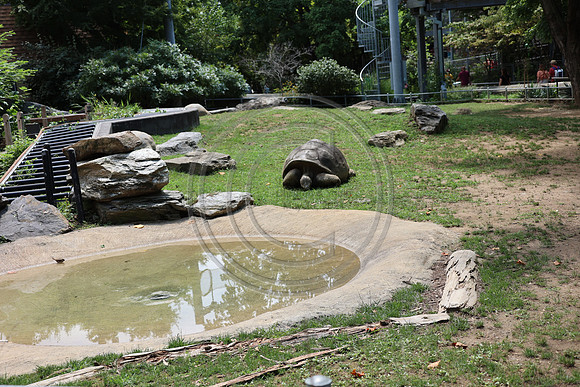 KTIN9372. Philadelphia Zoo 08112024 ktiplaura@gmail.com