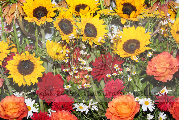 IMG_8303.2019 Flower Show Phila  March 2 2019 ktip laura