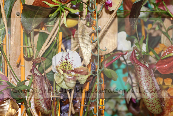 IMG_8327.2019 Flower Show Phila  March 2 2019 ktip laura