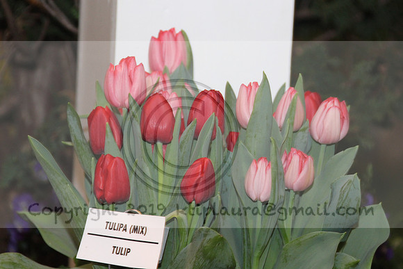 IMG_8379.2019 Flower Show Phila  March 2 2019 ktip laura