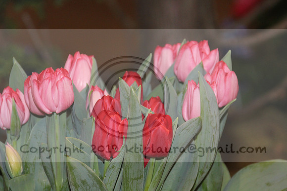 IMG_8381.2019 Flower Show Phila  March 2 2019 ktip laura