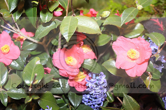 IMG_8385.2019 Flower Show Phila  March 2 2019 ktip laura