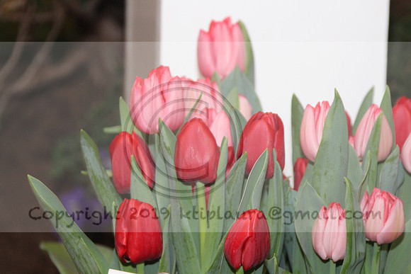 IMG_8388.2019 Flower Show Phila  March 2 2019 ktip laura