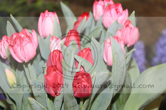 IMG_8389.2019 Flower Show Phila  March 2 2019 ktip laura