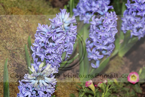 IMG_8390.2019 Flower Show Phila  March 2 2019 ktip laura