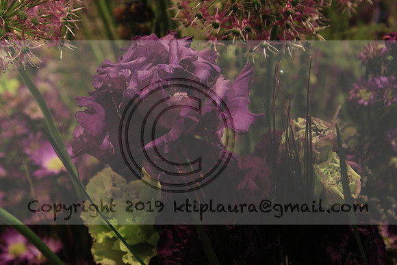 IMG_8430.PHS  MARCH 5  2019 KTIP LAURA'S PHOTOS