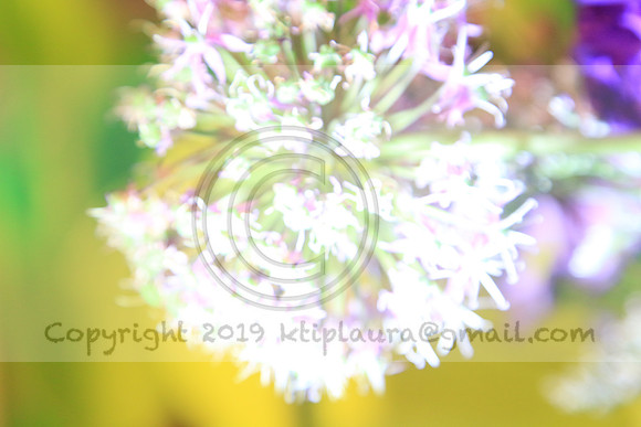 IMG_8437.PHS  MARCH 5  2019 KTIP LAURA'S PHOTOS