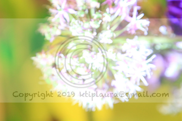 IMG_8438.PHS  MARCH 5  2019 KTIP LAURA'S PHOTOS