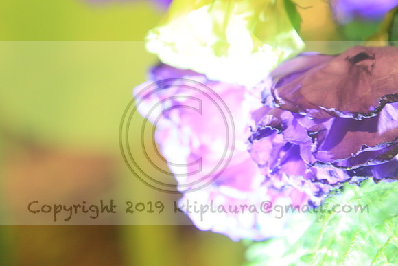 IMG_8439.PHS  MARCH 5  2019 KTIP LAURA'S PHOTOS