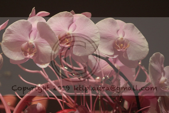 IMG_8540.PHS  MARCH 5  2019 KTIP LAURA'S PHOTOS