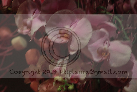 IMG_8541.PHS  MARCH 5  2019 KTIP LAURA'S PHOTOS