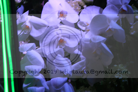IMG_8631.PHS  MARCH 5  2019 KTIP LAURA'S PHOTOS