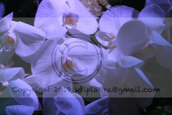 IMG_8632.PHS  MARCH 5  2019 KTIP LAURA'S PHOTOS