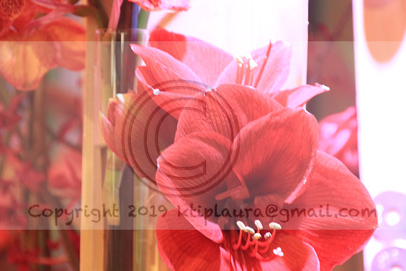 IMG_8637.PHS  MARCH 5  2019 KTIP LAURA'S PHOTOS