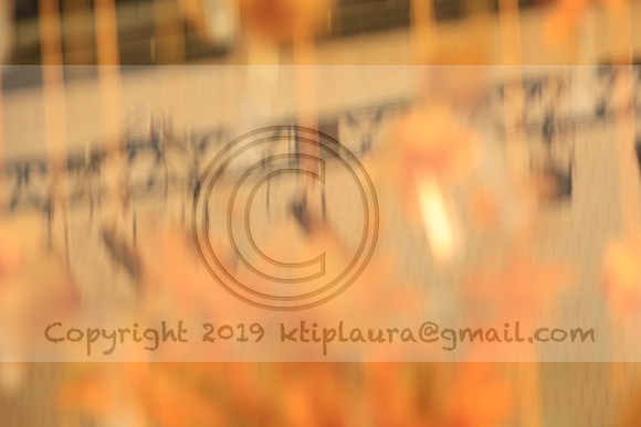 IMG_8642.PHS  MARCH 5  2019 KTIP LAURA'S PHOTOS