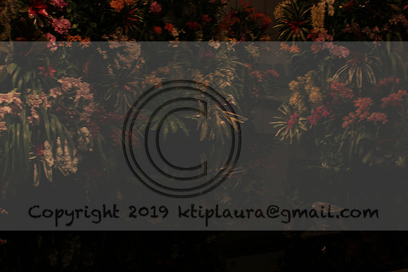 IMG_8668.PHS  MARCH 5  2019 KTIP LAURA'S PHOTOS